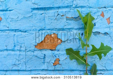Background, Texture Of The Old Urban Brick Wall Is Painted Blue And Cracked By The Effects Of Time A