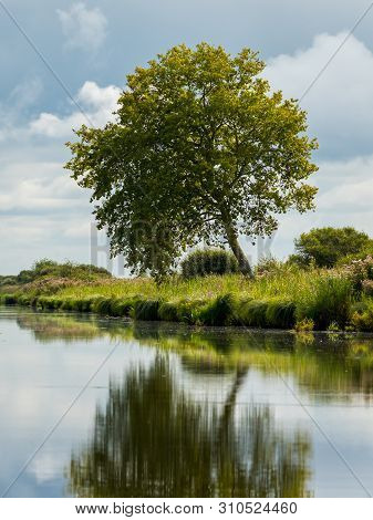 The Beautiful Reflection Of A Tree In The Wetland Near Saint Lyphard
