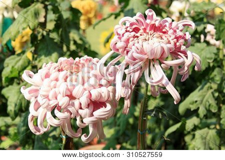 Pair Of Chrysanthemum Flower At A Flower Show