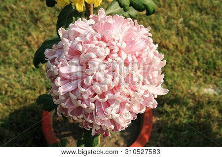 Pink Chrysanthemum Flower At A Flower Show