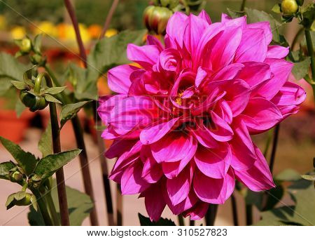 Chrysanthemum Flower At A Flower Show In Spring