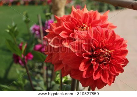 Pair Of Red Chrysanthemum Flower At A Flower Show