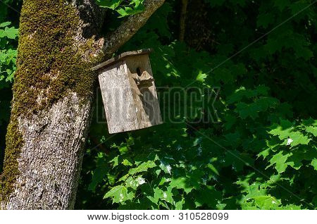 Old Wooden Nesting-box On Tree In Spring. Bright Wooden Nesting Box On The Tree At Summer Day.