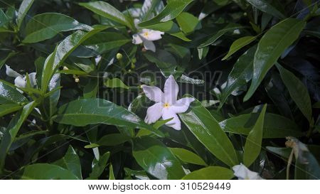 White Gerdenia Crape Jasmine Flower Close Up