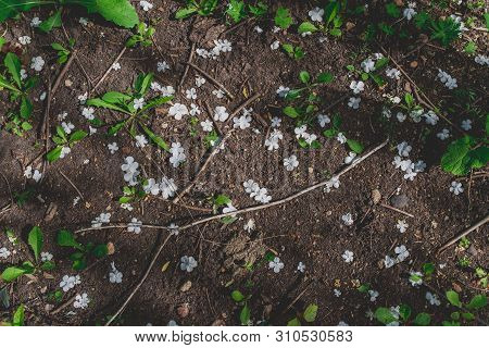 Fallen White Flowers, Meager Plants, Dry Sticks In A Tree Shade On Soft Brown Soil