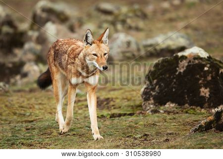 Close Up Of A Rare And Endangered Ethiopian Wolf (canis Simensis) In The Highlands Of Bale Mountains