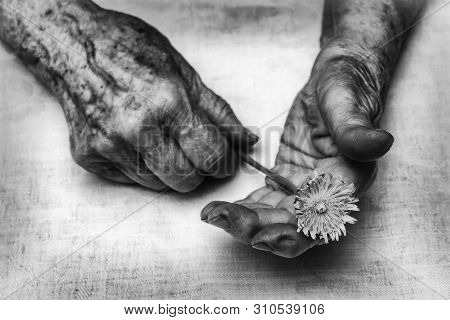 Old Woman Hands Holding Fresh Dandelion Flower