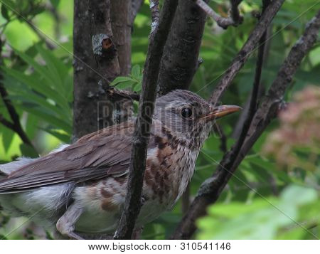 A Beautiful Thick Forest Bird Sitting On A Tree Branch In Green Summr Foliage.