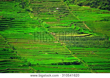 Rice Terraces, Rainfed Rice Field In West Pakpak , North Sumatra