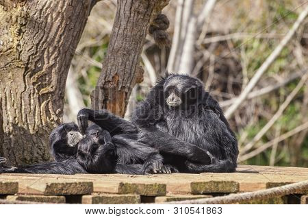 Siamang, Symphalangus Syndactylus With Long, Gangling Arms And Long, Dense, Shaggy Hair. Portrait Of