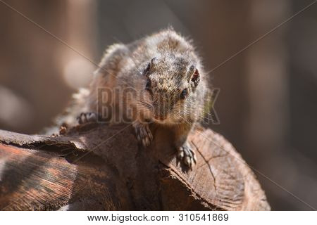 Northern Palm-squirrel, Funambulus Pennantii, Five-striped Palm Squirrel On The Tree