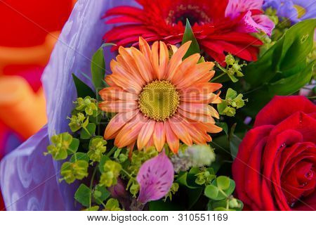 Amazing Purpule Dyeing Common Daisy Bellis Perennis Artificially Colored Cut Flowers . A Beautiful B