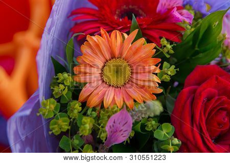 Amazing Purpule Dyeing Common Daisy Bellis Perennis Artificially Colored Cut Flowers . A Beautiful B