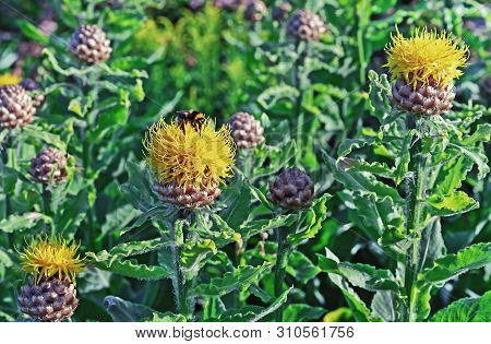 Yellow Giant Cornflower (centaurea Macrocephala) With A Bee Collecting Pollen.