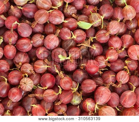 Background - Red Argus. Color Photo. Horizontal Frame. Summer Harvest Of Ripe Gooseberries. Horizont