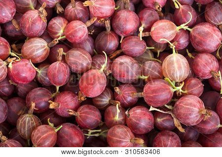 In The Frame There Is A Lot Of Berry - Red Argus. Summer Harvest Of Ripe Gooseberries. Picture Taken