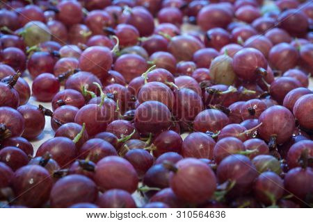 Soft Focus. The Whole Frame Is Filled With Berries From The Nearest Farm. Summer Harvest Of Ripe Red