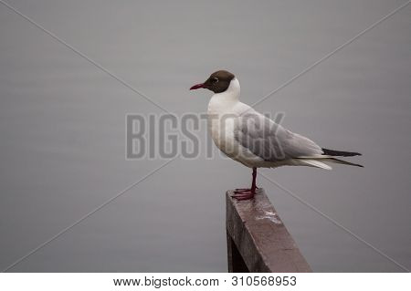 Black Headed Gull (chroicocephalus Ridibundus) Stands On The Railing