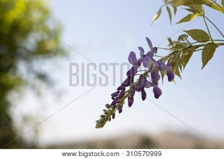 Lilac Blooming Flowers On Branch Of Glicinia