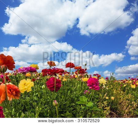 Greeting postcard. Spring holiday greeting postcard. Sunny lovely day. Blooming kibbutz field under a blue spring sky. Multi-colored buttercups sway from the spring wind. The concept 
 photography