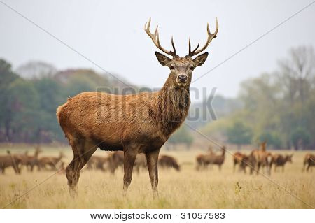 Retrato de majestoso veado cervo na queda de outono