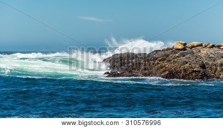 Sea Lions Spotted On A Small Island Off The Vancouver Island Coast In The Pacific Ocean, Bearing The