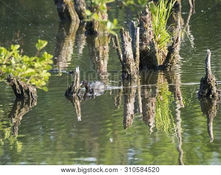 Water Surface O Swamp Green Lake With Dry Logs, Trunk And Trees , Spring Marchland Water Landscape, 