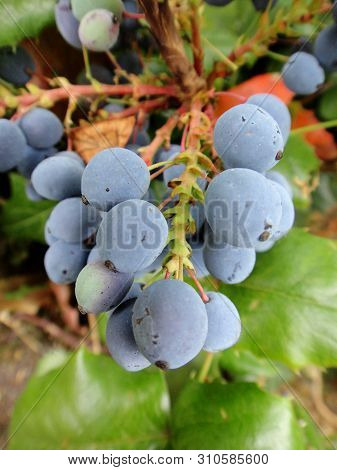 Flower Fruits Identity Macro Background Fine Art In High Quality Berberis Aquifolium Pursh Mountain 