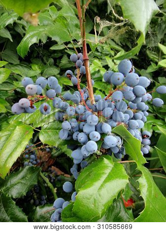 Flower Fruits Identity Macro Background Fine Art In High Quality Berberis Aquifolium Pursh Mountain 