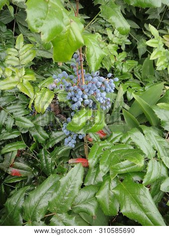 Flower Fruits Identity Macro Background Fine Art In High Quality Berberis Aquifolium Pursh Mountain 