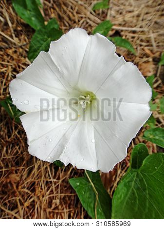 Flower Calystegia Sepium Family Convolvulaceae Botanical Identity Macro Background Fine Art In High 