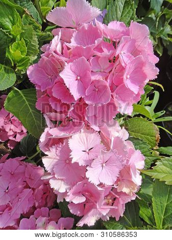 Flower Macro Background Fine Art In High Quality Hydrangea Family Hydrangeaceae
