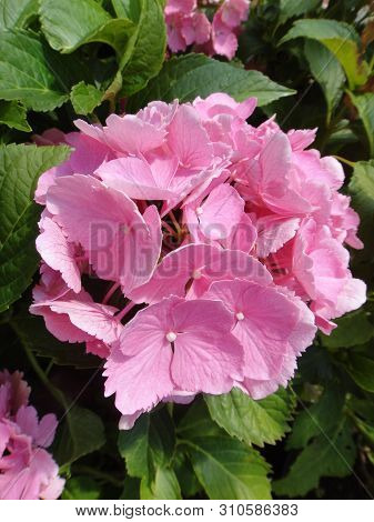 Flower Macro Background Fine Art In High Quality Hydrangea Family Hydrangeaceae