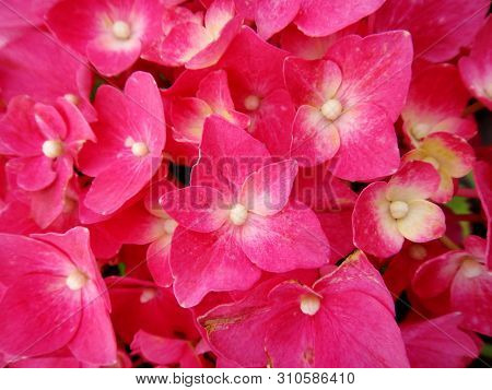 Flower Macro Background Fine Art In High Quality Hydrangea Family Hydrangeaceae