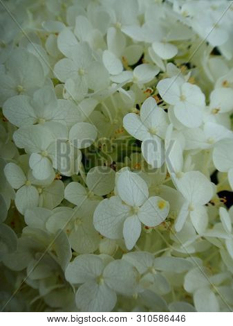 Flower Macro Background Fine Art In High Quality Hydrangea Family Hydrangeaceae