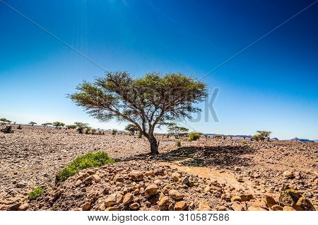 Savanna In Moroccan Hamada Desert Erg Chigaga Near Four Zguid With Acacia Trees