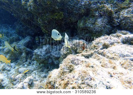 Chaetodon Capistratus, Or Foureye Butterflyfish Is A Butterflyfish. It Is Alternatively Called The F