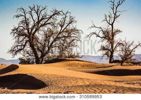 Flora In Sahara Desert In Erg Chigaga Between Sand Dunes