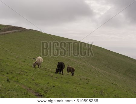 Random Farming Land With Grazing Cattle Near Myponga Beach In The Fleurieu Peninsula, South Australi