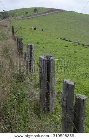 Random Farming Land With Grazing Cattle Near Myponga Beach In The Fleurieu Peninsula, South Australi