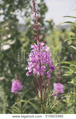 Rosebay Willowherb. Chamaenerion.  Fireweed Angustifolius. Selective Focus.