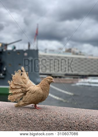 Beautiful Large Brown Purebred Pigeon Sitting On Granite Embankment Oncity Landscape Avrora Ship Bac