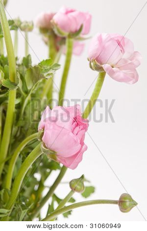 Ranuncolo rosa