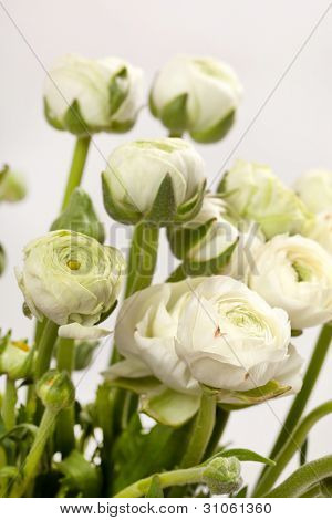 Ranuncolo bianco