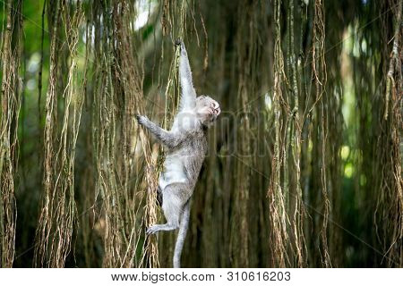 monkey swinging in tree at sacred monkey forest