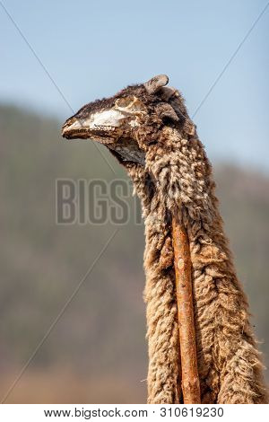 The Skull And The Skin Of A Ram On A Stick For The Shaman Rite. Shaman Rituals. Close-up Of The Skin