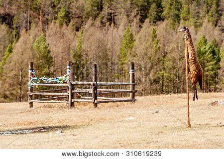 The Skin Of A Ram On A Stick For The Shamanic Rite With A Fence. The Skin On A Stick Stuck In The Gr