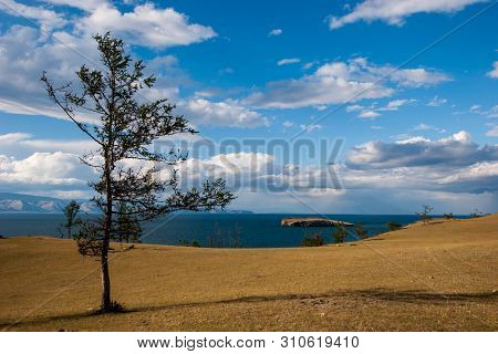Coniferous Tree At Lake Baikal On The Steppe Shore. In The Lake Is An Island. Clouds In The Sky.