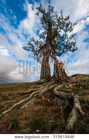 A Tree With Protruding Roots Against The Sky On A Rock. Big Textured Roots. Clouds In The Sky. There