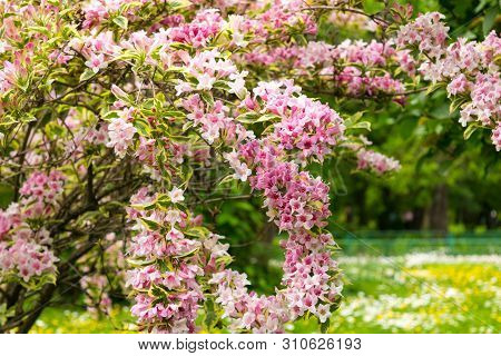 Pink Weigela Florida Flowers (caprifoliaceae) In The Park